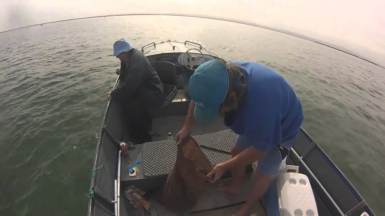 Crabbing With Dad For Blue Swimmer Crabs
