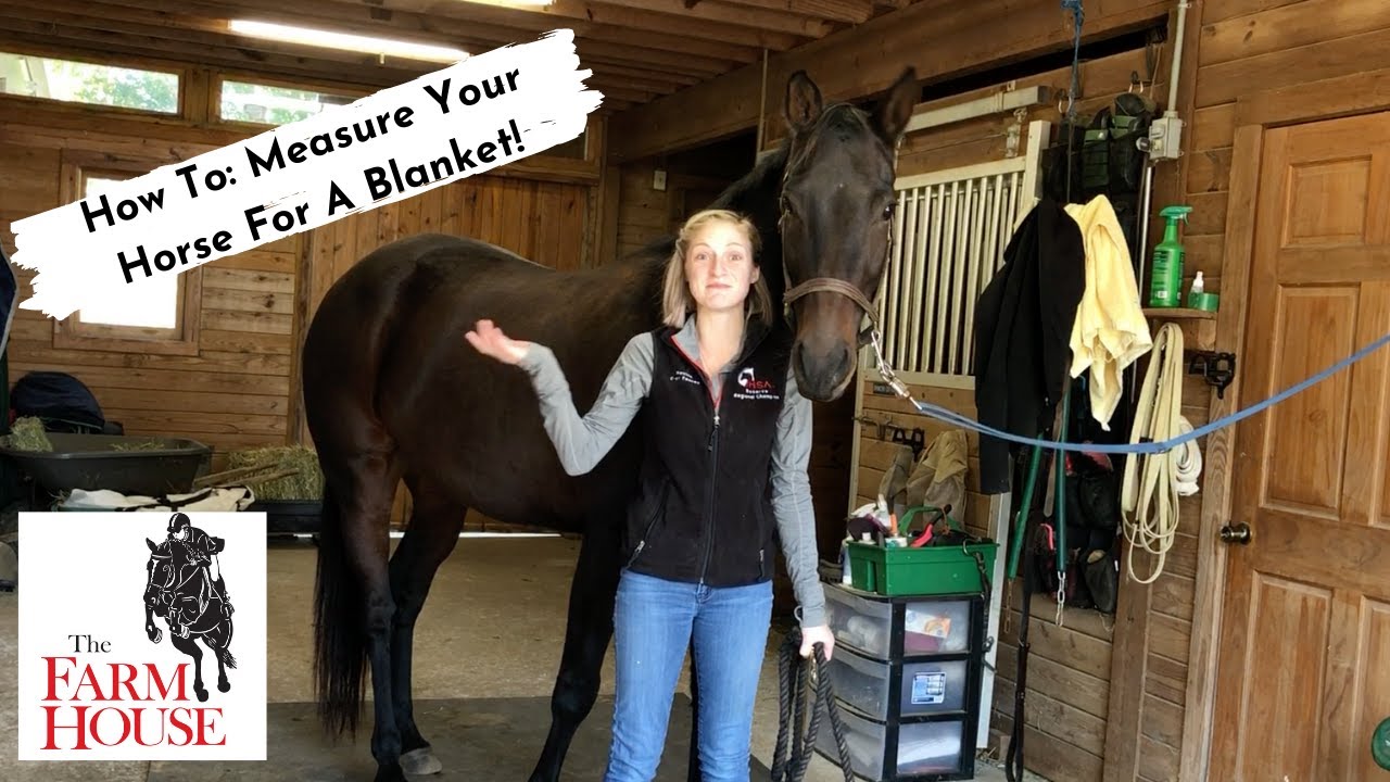 How To Measure Your Horse For A Blanket YouTube