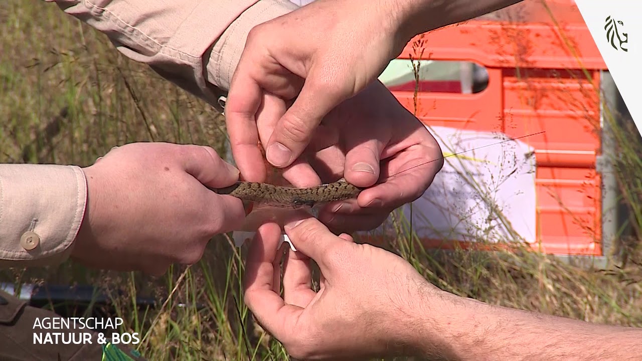 De gladde slang in Kalmthoutse heide