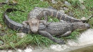 Woman Under Investigation For Climbing Into Gator Pit at Safari North