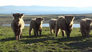 The Orkney Island of Shapinsay