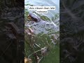 ikan lele raksasa #shorts #ikan