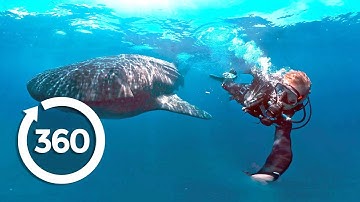 Protecting Ocean Anchor Species (360 Video)