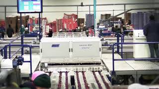 Processing and sorting line for Cherries