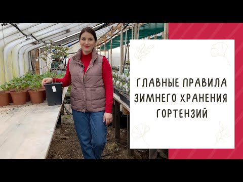 КАК ХРАНИТЬ ГОРТЕНЗИЮ ЗИМОЙ, ЧТОБЫ НЕ СОЖАЛЕТЬ ВЕСНОЙ!