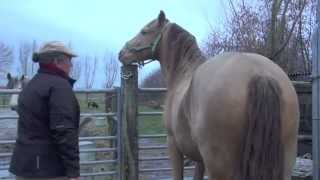 Facial expressions do horse have cognitive capacities