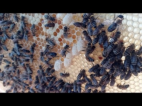 Video: Jak vytvořit mravenčí farmu: 11 kroků (s obrázky)