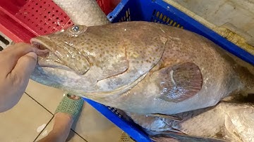 Chợ vô nước ốc hương biển mực lá quá rẻ