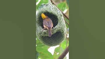 Weaverbirds: The Architects of the Animal Kingdom  #birds #nest  #master