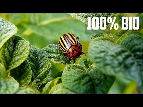 Video: Kaj je uničevalec mealybug – hrošči uničevalec mealybug Beetles in Gardens