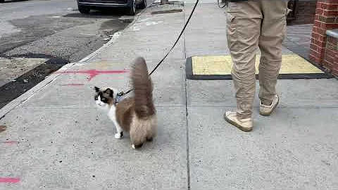 Watch the video about Walking a fluffy happy ragdoll cat on a leash - California, New York, Iowa