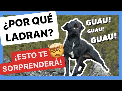 Video: ¿Qué significa cuando tu perro ladra en el aire?