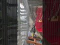 Cockatiel feeding time