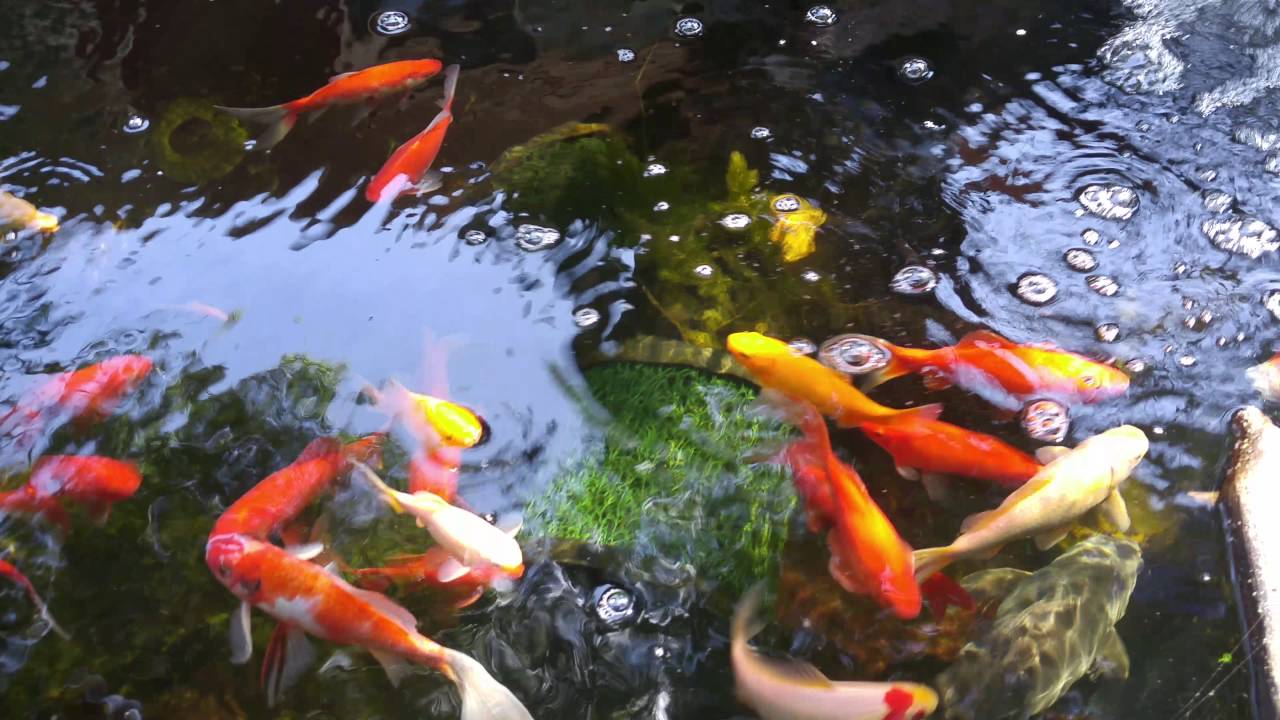Big Old Koi, Beautiful Succulents, Moss. Hornwort and Ponds YouTube