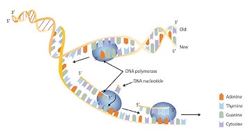 Bidirectional Replication of DNA.