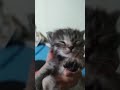 Нашли кошку с котятами на улице. Приютили в подвале. Там тепло и тихо.