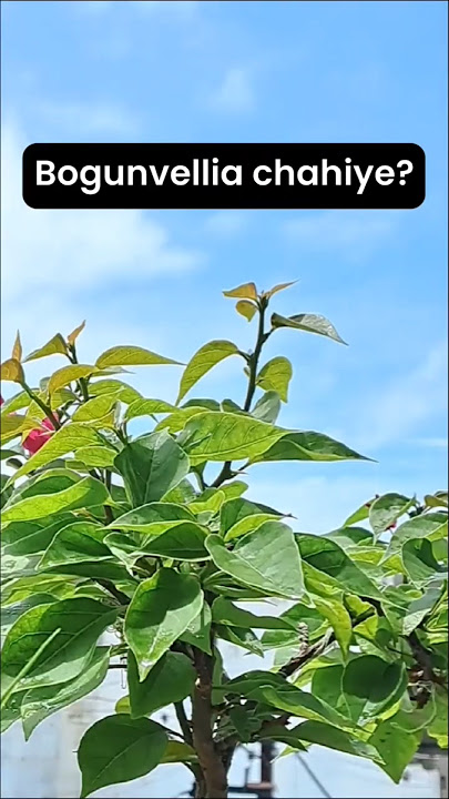 'Bougainvillea from Cutting 🌿 | Rooting Hack You Need!'|#bogunvellia #plants #shortvideo #trending