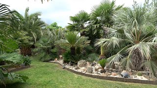 Dimi's Exotic Garden 16/07/2023 @ Belgium (filmed by 'Tropical Gardening')