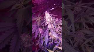Medicinal cultivation and propagation