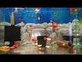 TUXEDO RED GUPPY   ГУППИ БЕРЛИНЦЫ