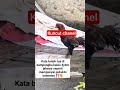 Misteri Ayam Jalan Jinjit?