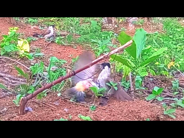 burung kutilang pikat baku hantam lawan liar...pikat gacor tahan dicengkram class=