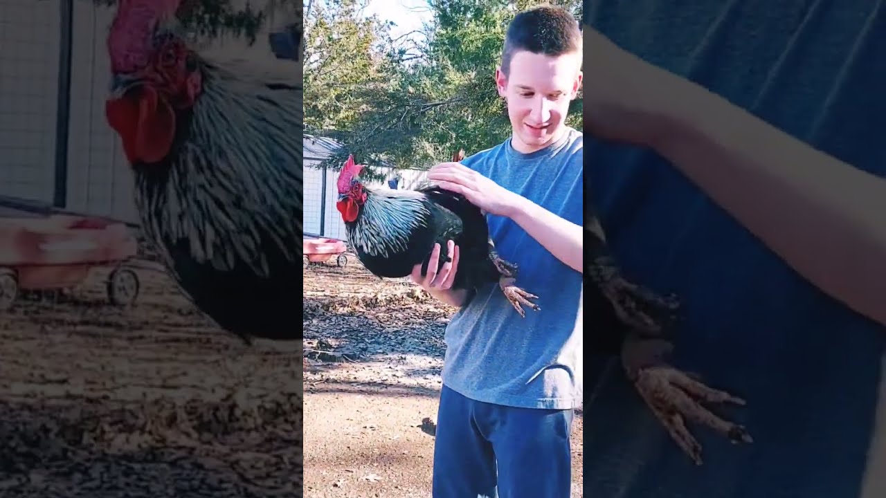 Rooster Hypnosis Calming Technique