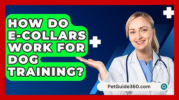 How Do E-Collars Work for Dog Training? - PetGuide360.com
