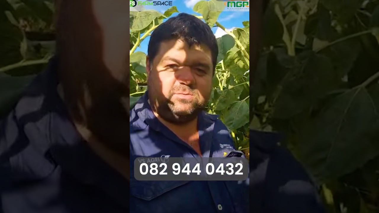Kan MaxGrowPlus ’n sigbare verskil in jou sonneblomme maak?