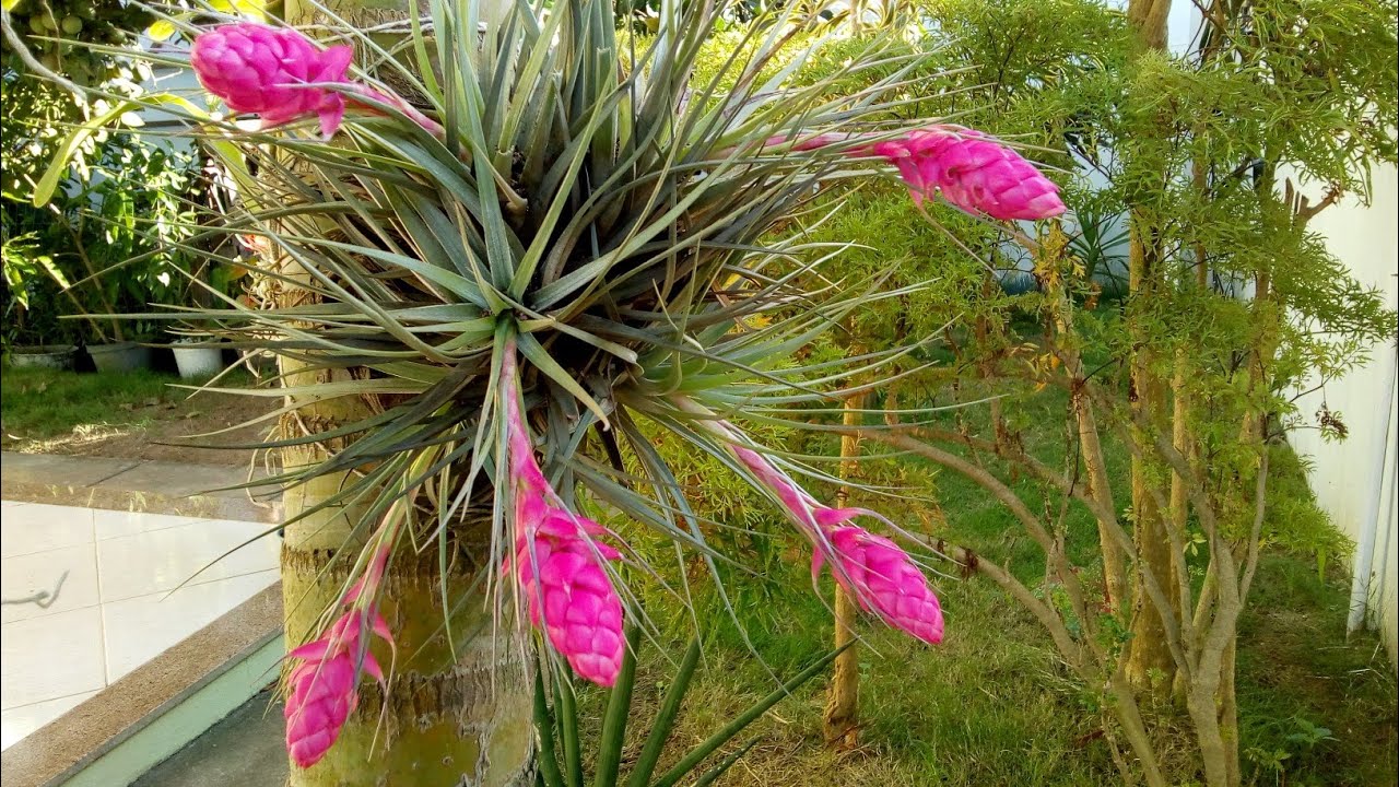 Tillandsia - YouTube