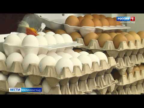 Видео: В района на Калининград се появи пиле, снасящо зелени яйца - Алтернативен изглед