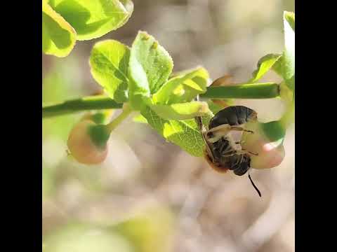 Early Mining Bee