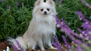 Pomeranian and the Catnip Purrfect Playtime