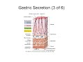 Digestive System Explained: GI Anatomy, Gastric Secretion, and Accessory Organ Functions