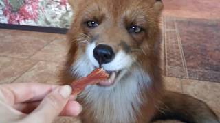 Foxes Need Raw Meat