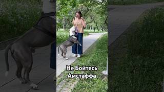 Не бойтесь Амстаффа #amstaff #pitbull #амстафф #собака #dog #тренд #животные #шортс