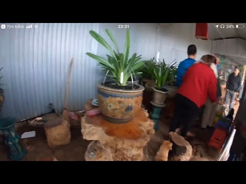 Choáng địa lan Mai hoa kiếm pháp trả 160 triêu chưa bán