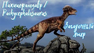Пахицефалозавр | Загадочный всеядный ящер