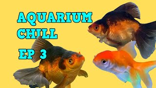 Aquarium Chill [RELAXING Goldfish] screenshot 2