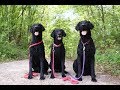 Curly Coated Retrievers - building muscle memory の動画、YouTube動画。
