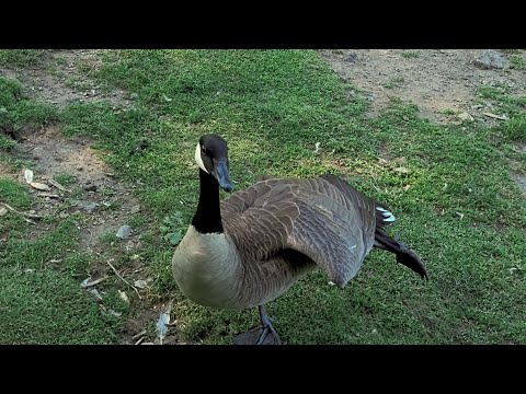 Mama Goose Stops Hissing to Stretch 🪿