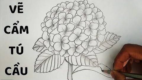 Vẽ Hoa Cẩm Tú Cầu bằng bút chì - How to draw Hydrangea Flower