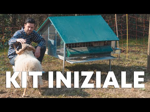 Video: Allevamento di polli per principianti - Vantaggi di avere polli in un giardino