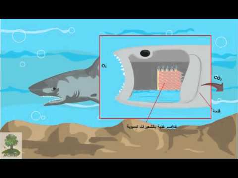 التنفس عند السمكة