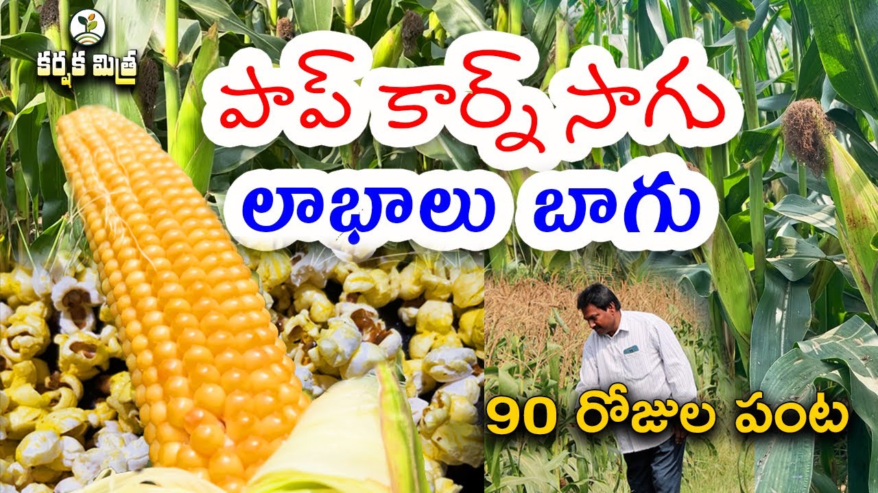 పాప్ కార్న్ మొక్కజొన్న సాగుతో పక్కాగా లాభం || Success Story of Popcorn Farming || Karshaka Mitra