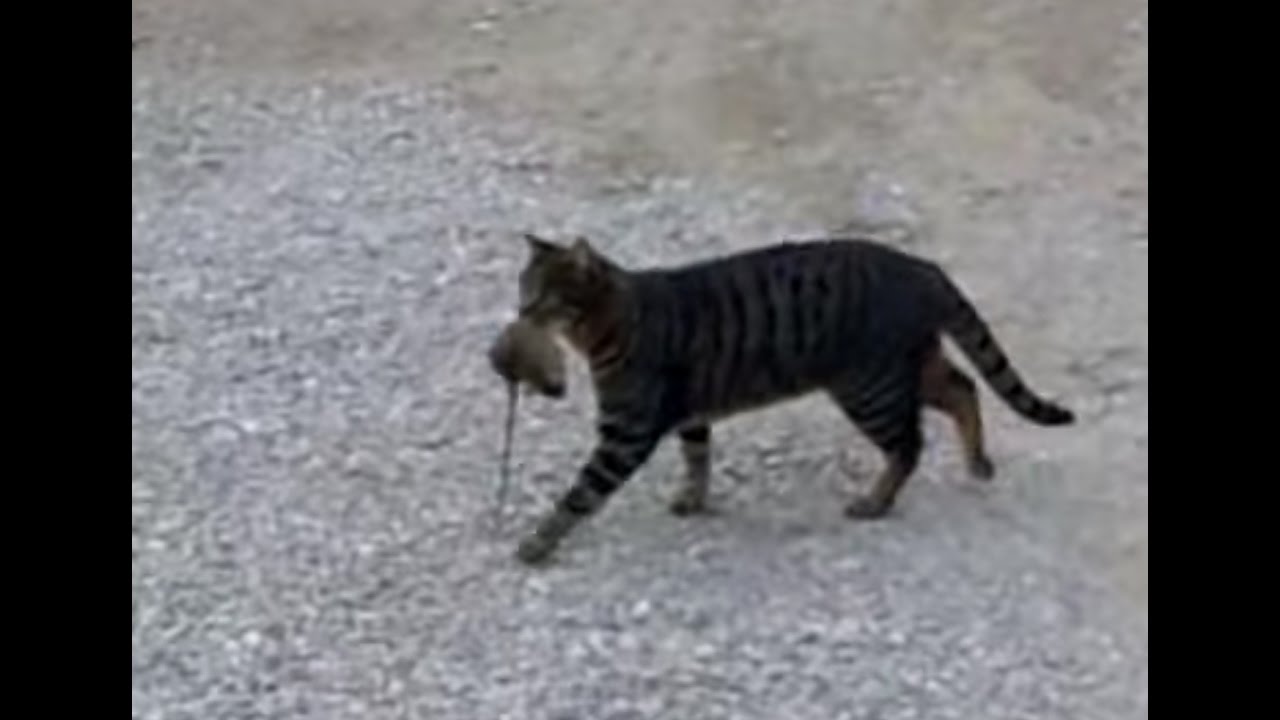 Cat Kills Rat YouTube cat-kills-rat-youtube