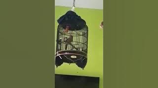 WAMBIE vs POKSAY HONGKONG GACOR MATERI MEWAH