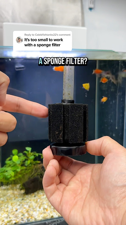 Does the WORLDS SMALLEST air pump work with a sponge filter? 🐠 🫧 #aquarium #fishtank
