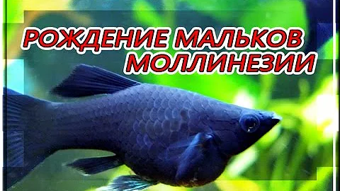 РОДЫ МОЛЛИНЕЗИИ. ПЕРВОЕ КОРМЛЕНИЕ МАЛЬКОВ НАУПЛИЯМИ ЦИКЛОПА