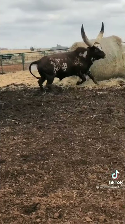 Touro da Raça Africana Ankole Watusi